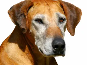 Seniorencheck hond basis (€ 59,99)