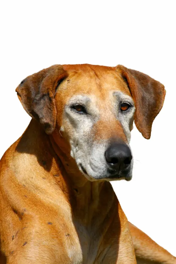 Seniorencheck hond basis (€ 59,99)