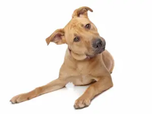 Consult pup (bij ziekte of klachten)