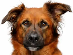 Gezondheidscheck hond