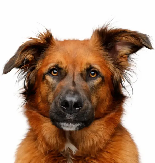 Gezondheidscheck hond