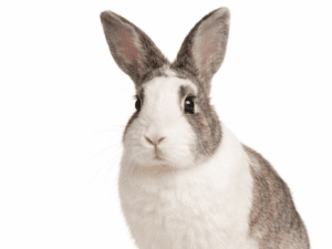 konijn dierenarts aan huis