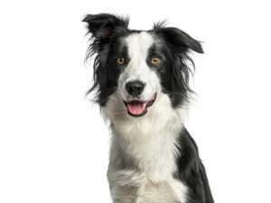 Consult kat (bij ziekte of klachten)