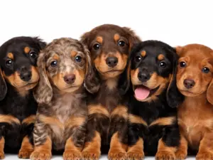 Vaccinatie & chippen nest pups