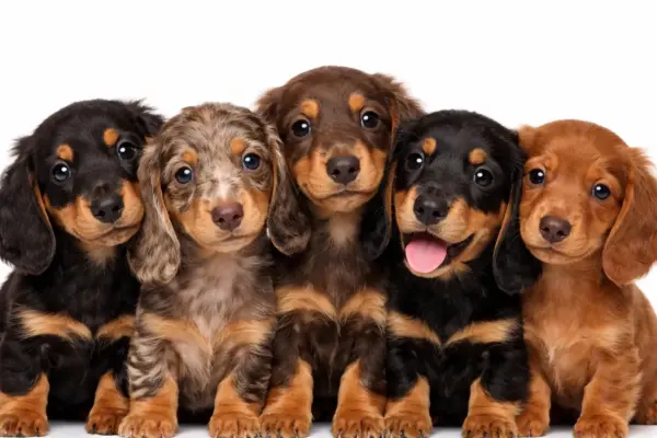 Vaccinatie & chippen nest pups