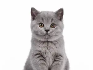 Vaccinatie & chippen kitten