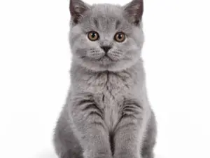 Controle consult kat binnen 6 weken na eerste consult