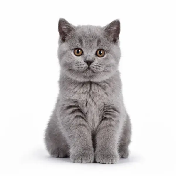 Controle consult kat binnen 6 weken na eerste consult