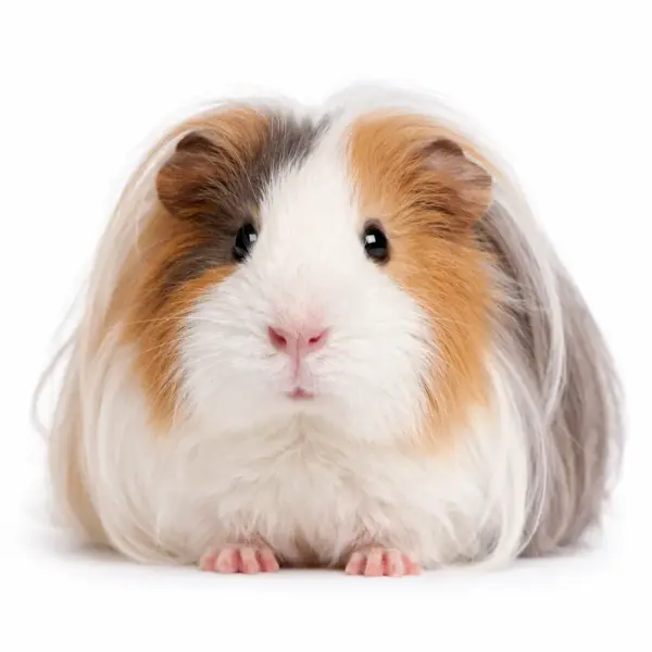 cavia