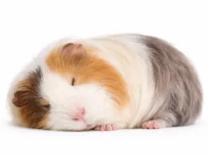 Inslapen cavia (euthanasie)
