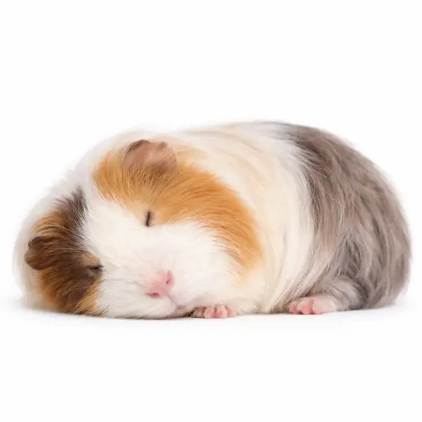 Inslapen cavia (euthanasie)