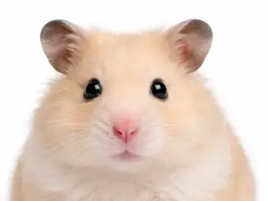 Consult hamster (bij ziekte of klachten)
