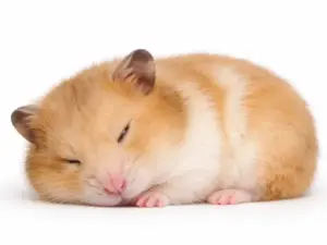 Inslapen hamster (euthanasie)