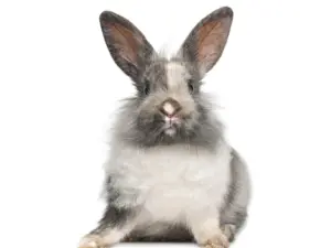 Consult konijn (bij ziekte of klachten)
