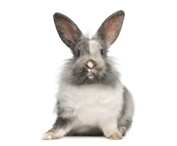 Consult konijn (bij ziekte of klachten)