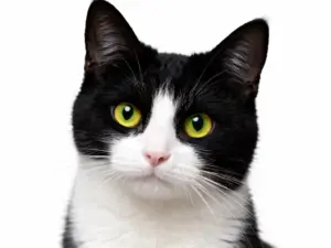 Consult kat (bij ziekte of klachten)