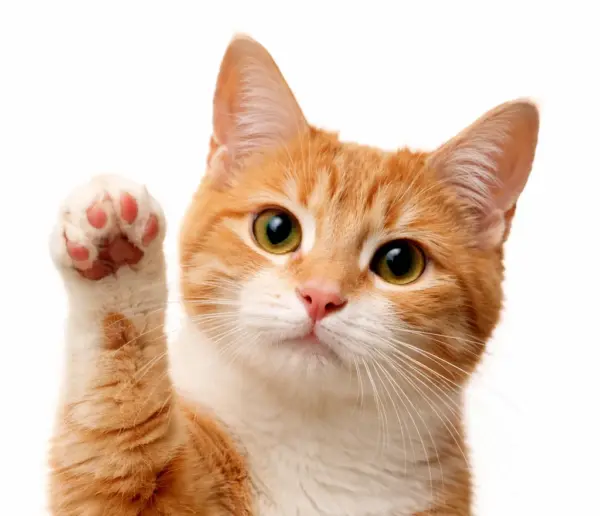 Gezondheidscheck kat