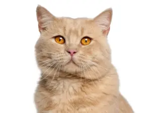 Consult kat (bij ziekte of klachten)