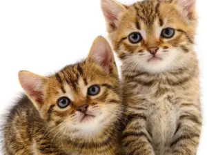Vaccinatie en chippen nest kittens