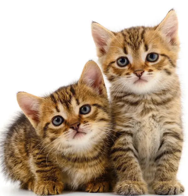 Vaccinatie en chippen nest kittens