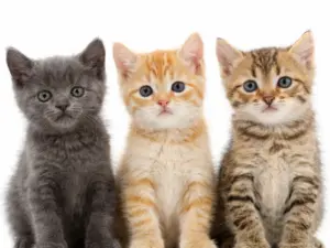 Consult kat (bij ziekte of klachten)