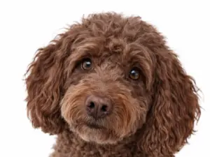 Controle consult hond binnen 6 weken na eerste consult