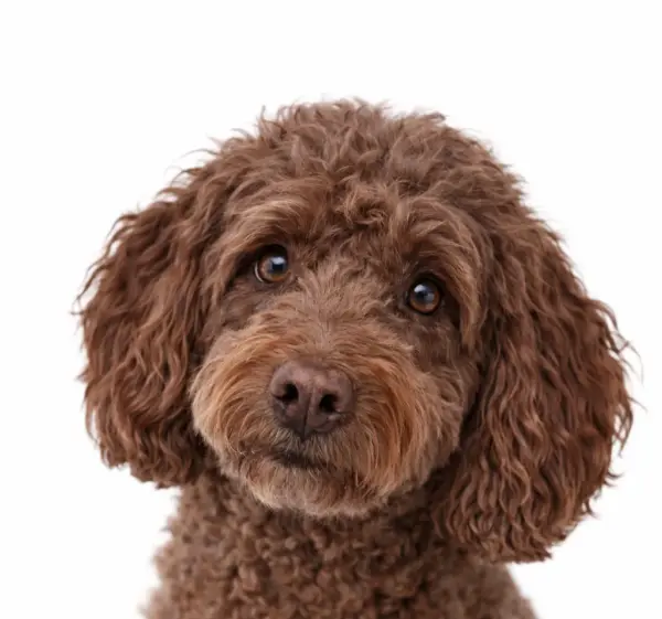 Controle consult hond binnen 6 weken na eerste consult