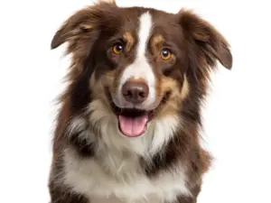 Consult pup (bij ziekte of klachten)