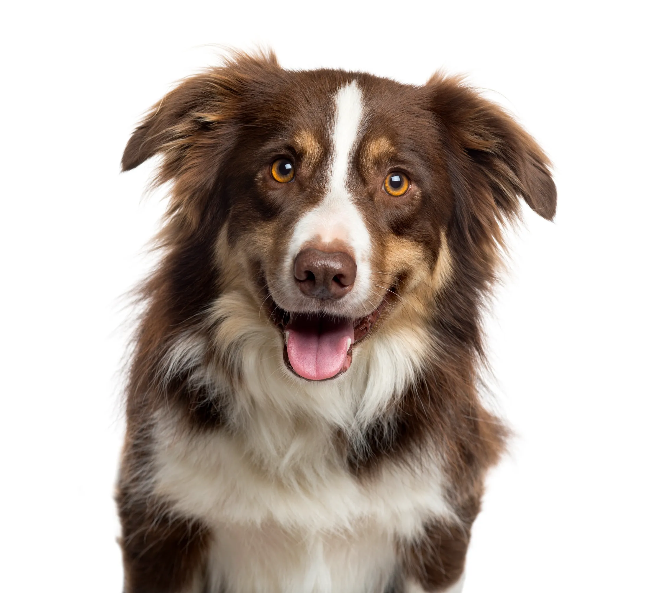 website homepage hond