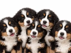 Consult pup (bij ziekte of klachten)