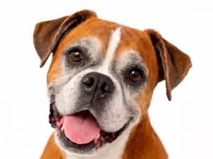 Seniorencheck hond uitgebreid (€ 159,99)