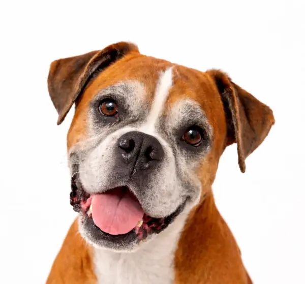 Seniorencheck hond uitgebreid (€ 159,99)