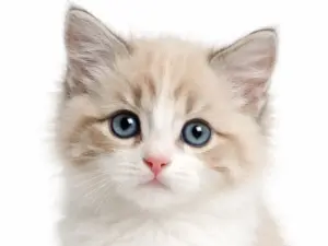 Consult kat (bij ziekte of klachten)