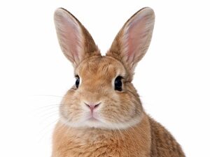 Consult kat (bij ziekte of klachten)