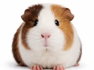 Consult cavia (bij ziekte of klachten)