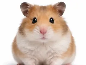 Consult cavia (bij ziekte of klachten)