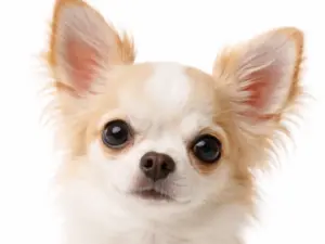 Chippen, registratie & paspoort hond