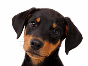 Consult pup (bij ziekte of klachten)