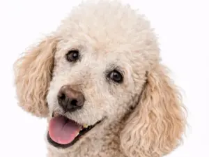 Seniorencheck hond compleet (€ 194,99)