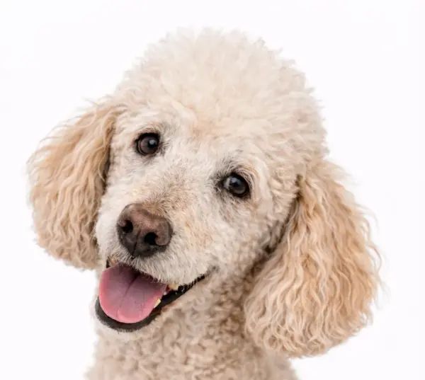 Seniorencheck hond compleet (€ 194,99)