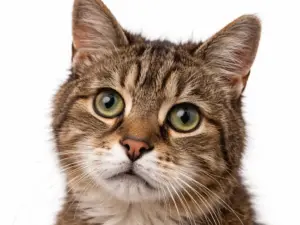 Seniorencheck kat compleet (€ 194,99)