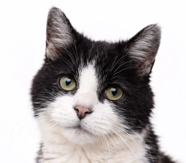 Seniorencheck kat uitgebreid (€ 159,99) 1 Seniorencheck kat uitgebreid (€ 159,99)