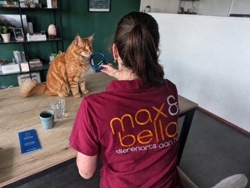 Waarom chippen van je hond of kat belangrijk is 1 blog foto aangepast 1