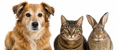 Onze dierenartsen 1 hond kat konijn maxbella blog def 1 e1778657721754