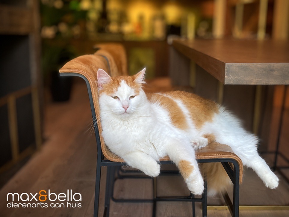 dierenarts aan huis castratie kater blog
